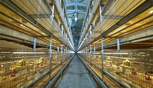 正大榆树33万肉鸡场